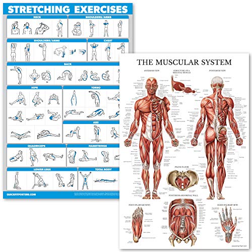 Palace Learning Stretching Exercises and Muscular System Anatomy Poster Set - Laminated 2 Chart Set - Stretching Workout Routine & Muscle Anatomy Diagram (18" x 24")