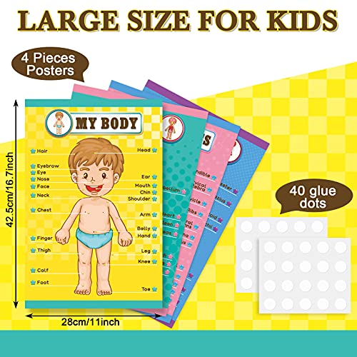 Outus 4 Pcs Human Body Parts Posters for Kids, 11 x 17 Inch | Body Parts Wall Charts, Cartoon Anatomy Chart Educational Preschool Kindergarten Teaching Supplies, Classroom Decoration