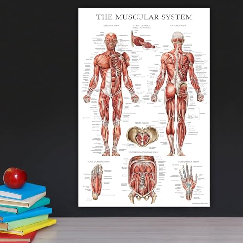 Palace Learning 3 Pack - Muscle + Skeleton + Nervous System Anatomy Poster Set - Muscular and Skeletal System Anatomical Charts - with Plastic Frame 18" x 24" - color: with Plastic Frame