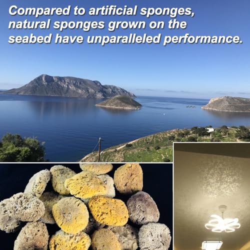 Natural Sea Sponge Dauber for Wall Texture Paint & DIY Art Painting | Natural sea sponge for painting,creates authentic organic wall effects,ideal for mottled texture finishing,great for DIY&pro