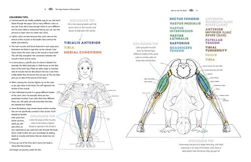 Yoga Anatomy Coloring Book: A Visual Guide to Form, Function, and Movement - An Educational Anatomy Coloring Book for Medical Students, Yoga Enthusiasts, Teachers & Adults (Volume 1)