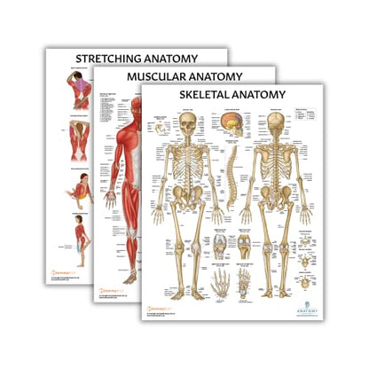 Anatomy Lab Stretching, Muscular, and Skeletal Human Anatomy Poster Set - 3 PACK LAMINATED, 17.3 x 22.5 Inches, Detailed Skeletal System and Muscle Chart Anatomy Poster - color: Stretching + Muscular + Skeletal