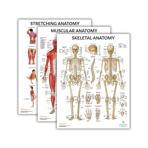 Anatomy Lab Stretching, Muscular, and Skeletal Human Anatomy Poster Set - 3 PACK LAMINATED, 17.3 x 22.5 Inches, Detailed Skeletal System and Muscle Chart Anatomy Poster - color: Stretching + Muscular + Skeletal
