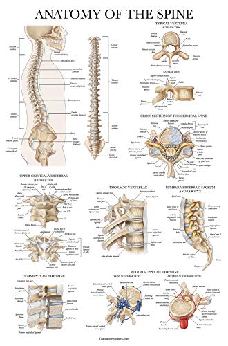 Palace Learning 4 Pack - Anatomical Poster Set - Laminated - Muscular, Skeletal, Ligaments of the Joints, Anatomy of the Spine - Anatomy Chart Set (LAMINATED, 18” x 24”) - color: LAMINATED
