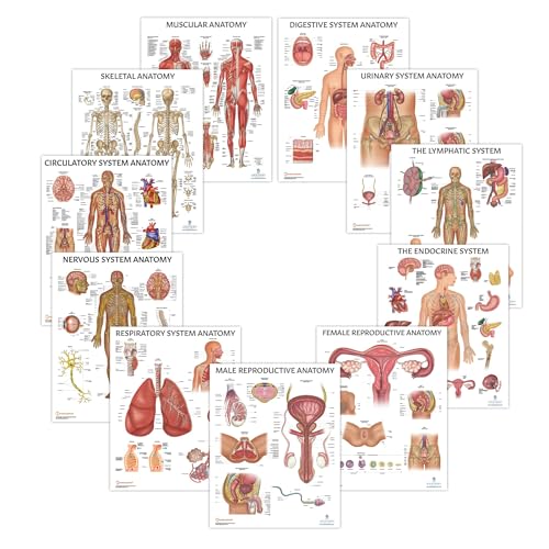 Anatomy Lab Muscular System Anatomical Chart, LAMINATED, 17.3 x 22.5 Inches | Muscles Diagram, Muscular System, Human Body System, Great for Education and Medical Study - color: Muscular