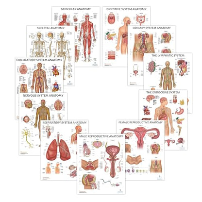Anatomy Lab Muscular System Anatomical Chart, LAMINATED, 17.3 x 22.5 Inches | Muscles Diagram, Muscular System, Human Body System, Great for Education and Medical Study - color: Muscular