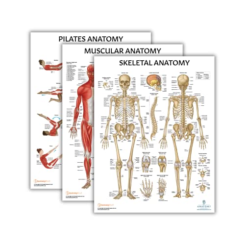 Anatomy Lab Pilates, Muscular, Skeletal Anatomy Poster Set - color: Pilates + Muscular + Skeletal