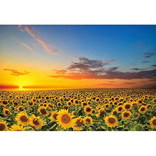Sunflowers Field Backdrop for Photography Beautiful Rustic Sunset Yellow Florals Sky Photo Background Newborn Baby Birthday Party Supplies Boys Adults Portrait Decor Studio Props 7x5ft Vinyl - size: 7x5ft