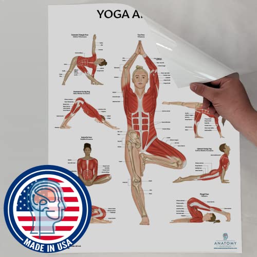 Anatomy Lab Yoga, Pilates, and Stretching Anatomy Poster Set - 3 PACK LAMINATED, Anatomy and Physiology Poster, 17.3 x 22.5 Inches, Stretching Exercise Chart Posters for Wall | 3 Pack Laminated, 17.3 x 22.5 Inches - color: Yoga + Pilates + Stretching