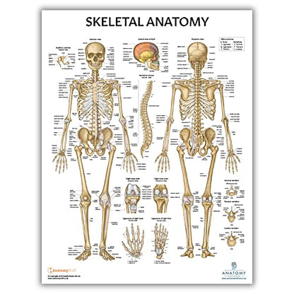 Anatomy Lab 3-Pack Laminated Muscular & Skeletal Anatomy Poster Set - color: Yoga + Muscular + Skeletal