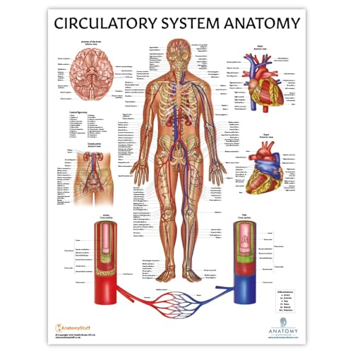 Anatomy Lab Muscular, Skeletal, Circulatory System Human Anatomy Poster Set | 3 PACKLAMINATED 17.3 x 22.5 Inches, Anatomical Charts, Anatomy and Physiology