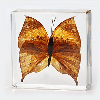 Resin Molds Silicone Kit, Square Pendant Molds for Resin, Insect Specimen | 8PCS,for Resin Jewelry