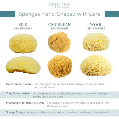 Neptune Caribbean Sea Sponge, Medium, Approx. 5-6 in, Exfoliating | Hand cut so size and shape vary slightly. Eco-friendly, biodegradable, ultra-soft for face and body - size: 1 Count (Pack of 1)