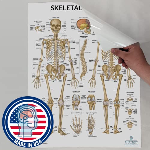 Anatomy Lab Human Anatomy Poster Set | 2 Laminated Charts of Muscular & Skeletal Systems (17.3" x 22.5"), Perfect for Classroom - color: Muscular + Skeletal