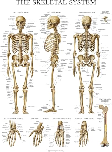 Palace Learning 3 Pack - Muscle + Skeleton + Nervous System Anatomy Poster Set - Muscular and Skeletal System Anatomical Charts - with Plastic Frame 18" x 24" - color: with Plastic Frame