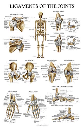 Palace Learning 4 Pack - Anatomical Poster Set - Laminated - Muscular, Skeletal, Ligaments of the Joints, Anatomy of the Spine - Anatomy Chart Set (LAMINATED, 18” x 24”) - color: LAMINATED