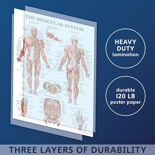 16 Pack - Anatomical Posters - Laminated - Muscular, Skeletal, Digestive, Respiratory, Circulatory, Endocrine, Lymphatic, Male & Female, Nervous, Spinal Nerves, Anatomy Charts - 18" x 24"