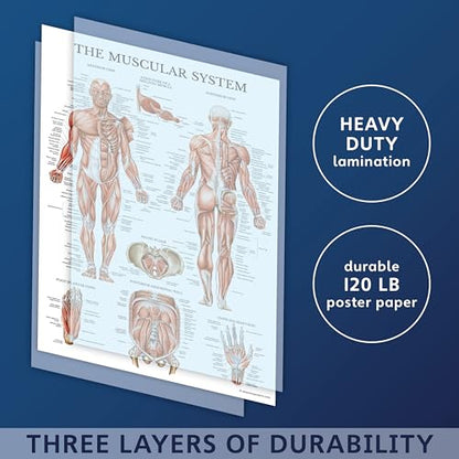 16 Pack - Anatomical Posters - Laminated - Muscular, Skeletal, Digestive, Respiratory, Circulatory, Endocrine, Lymphatic, Male & Female, Nervous, Spinal Nerves, Anatomy Charts - 18" x 24"