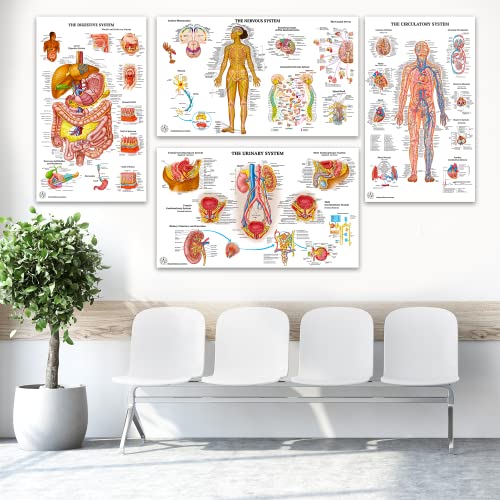 12 Human Anatomy Posters - Medical Posters 18x30 - Laminated Poster | Circulatory, Skeletal, Male Female Muscular, Lymphatic, Reproductive, Nervous, Digestive, Endocrine, Respiratory Systems