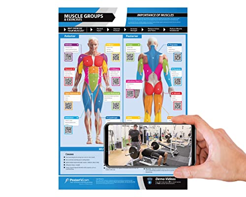 Muscle Groups & Exercise Gym Poster - LARGE 24" X 16.5" - Laminated - Gym & Home Fitness Wall Chart - Includes Video Training Support by Posterfit - size: 24" x 16.5"