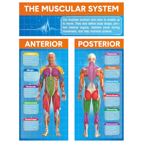 Tinlade Muscular System Poster Muscle Education 34.5"x26.5" Anatomy Gym - style: Muscle Education