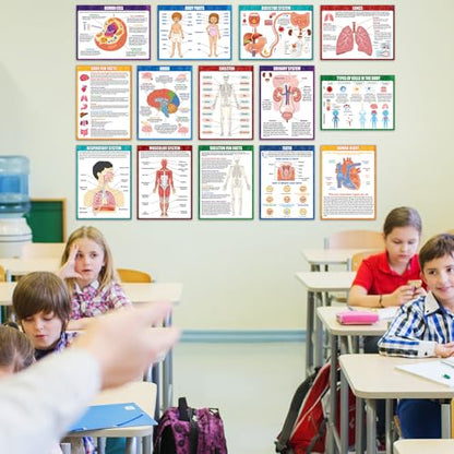 14Pcs Human Anatomy Posters Educational Learn Body Parts physiology study charts Wall Art Print Classroom Decorations for Kids Primary Middle High School Curriculum Homeschool Activity 11 x 14.7 In