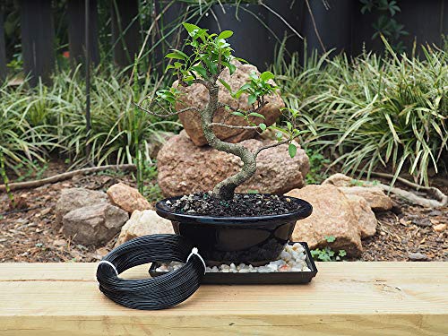 Anodized Aluminum 1.0mm Bonsai Training Wire 250g Large Roll (375 feet) - Choose Your Size and Color (1.0mm, Black) - color: Black, size: 1.0mm