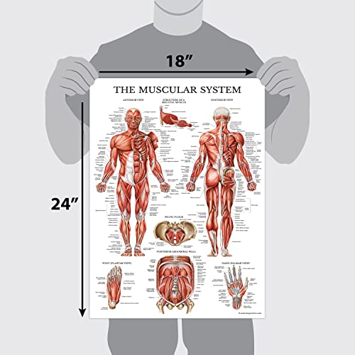 Palace Learning 4 Pack - Anatomical Poster Set - Laminated - Muscular, Skeletal, Ligaments of the Joints, Anatomy of the Spine - Anatomy Chart Set (LAMINATED, 18” x 24”) - color: LAMINATED