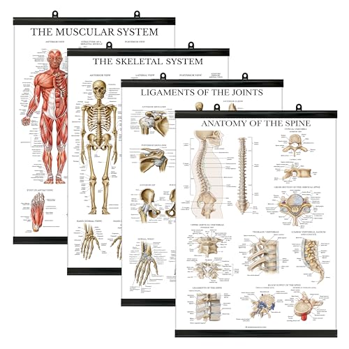 Palace Learning 4 Pack - Anatomical Poster Set - Laminated - Muscular, Skeletal, Ligaments of the Joints, Anatomy of the Spine - Anatomy Chart Set (LAMINATED WITH PLASTIC FRAME, 18” x 24”) - color: WITH PLASTIC FRAME