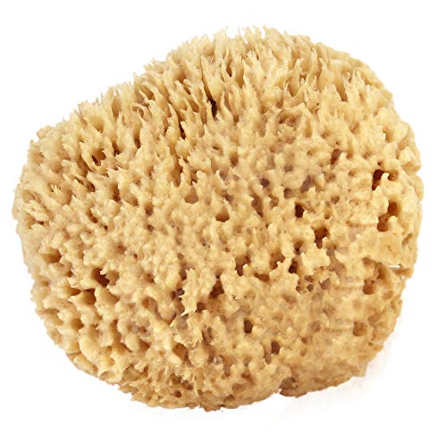 Sea Wool Sponge 5-6" (Large) by Bath & Shower Express ® Natural Renewable Resource, Esponja for Exfoliating and Washing Body