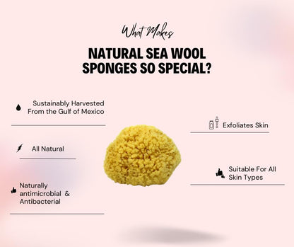 Sea Wool Sponge 5-6" (Large) by Bath & Shower Express ® Natural Renewable Resource, Esponja for Exfoliating and Washing Body