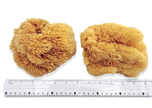 Unbleached Natural Sea Sponges for Artists 2pk, 5"-5.5", Painting & Crafts | Large 5"-5.5" sponges, faux finishes, marbling, texturing, limestone & Venetian plaster. 2pc unbleached pack for artists.