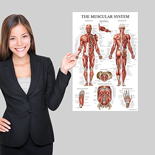 Palace Learning 4 Pack - Anatomical Poster Set - Laminated - Muscular, Skeletal, Ligaments of the Joints, Anatomy of the Spine - Anatomy Chart Set (LAMINATED, 18” x 24”) - color: LAMINATED
