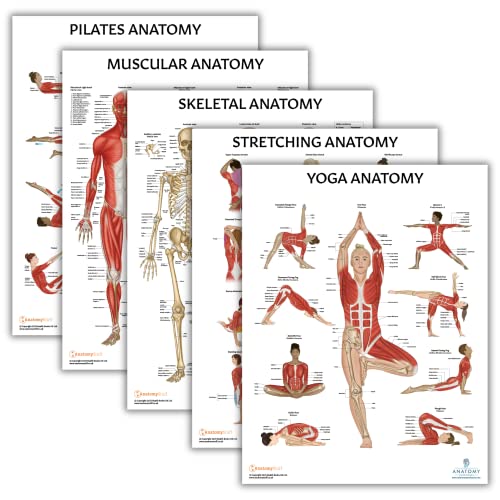 Anatomy Lab Human Anatomy Poster Set, 5 PACK LAMINATED | Muscular, Skeletal, Yoga, Stretching, Pilates, 17.3 x 22.5 Inches, Stretching Exercise Chart - color: Muscular + Skeletal + Yoga + Stretching + Pilates
