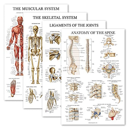 Palace Learning 4 Pack - Anatomical Poster Set - Laminated - Muscular, Skeletal, Ligaments of the Joints, Anatomy of the Spine - Anatomy Chart Set (LAMINATED, 18” x 24”) - color: LAMINATED