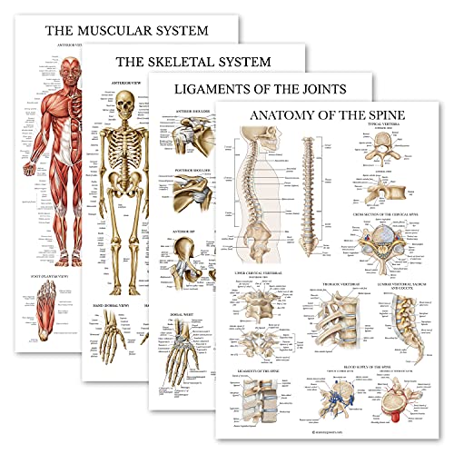 Palace Learning 4 Pack - Anatomical Poster Set - Laminated - Muscular, Skeletal, Ligaments of the Joints, Anatomy of the Spine - Anatomy Chart Set (LAMINATED, 18” x 24”) - color: LAMINATED