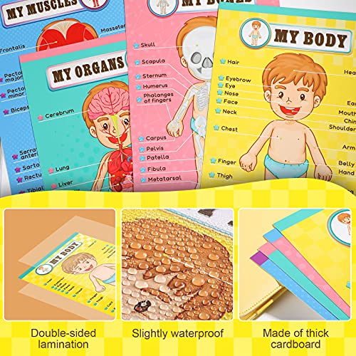 Outus 4 Pcs Human Body Parts Posters for Kids, 11 x 17 Inch | Body Parts Wall Charts, Cartoon Anatomy Chart Educational Preschool Kindergarten Teaching Supplies, Classroom Decoration