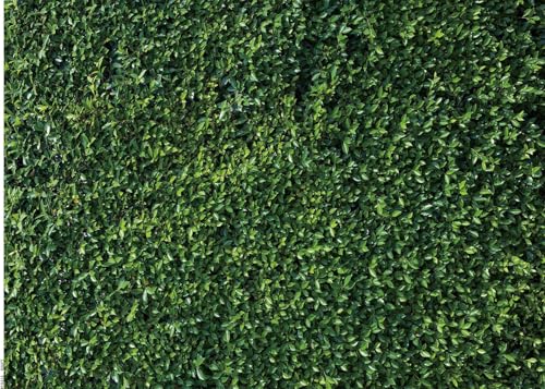 Green Leaves Photography Backdrops Grass Backdrop Wall Greenery Safari Party Decoration Photoshoot Newborn Baby Shower Backdrop Wedding Birthday Photo Background Studio Props Booth 7x5FT PCK41 - size: 7X5FT